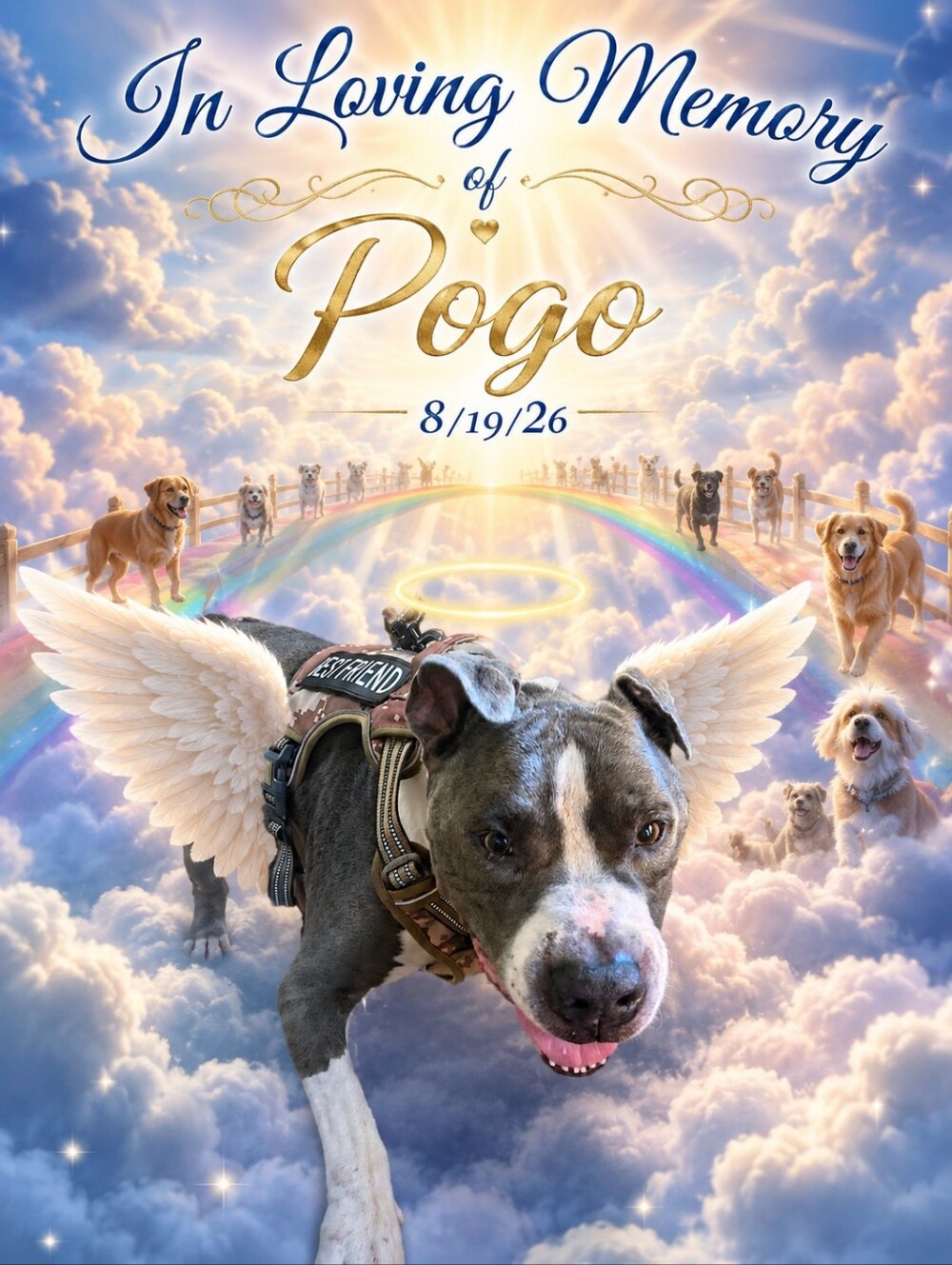 Pop-Up Memorial Show For Pogo - Picture 3 of 7